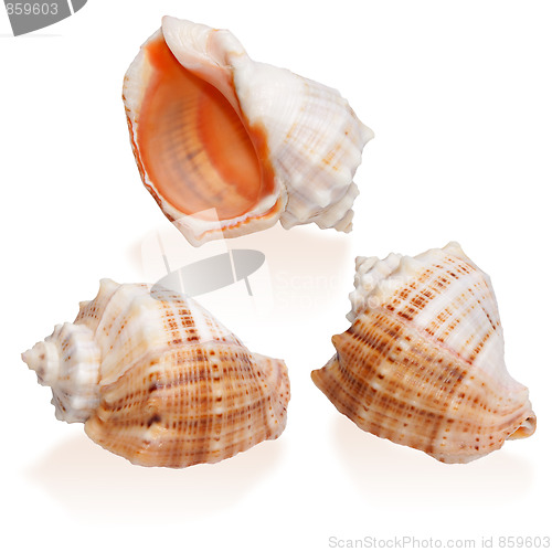 Image of Three Orange Seashells isolated