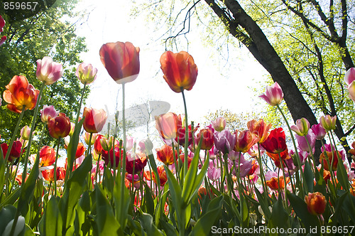 Image of beautiful spring