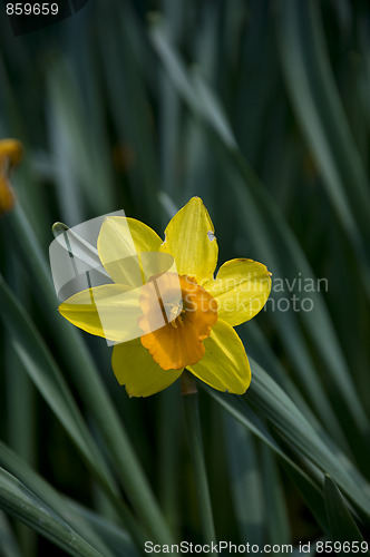 Image of yellow narcissus