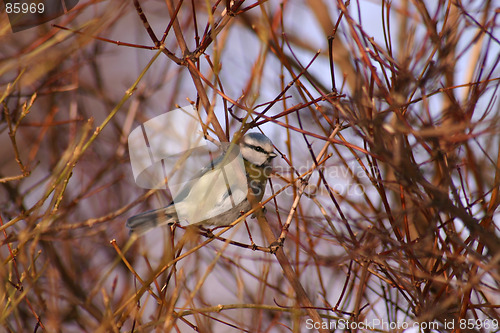 Image of bird