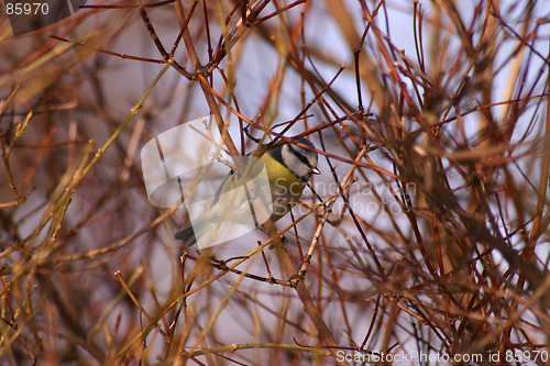 Image of bird