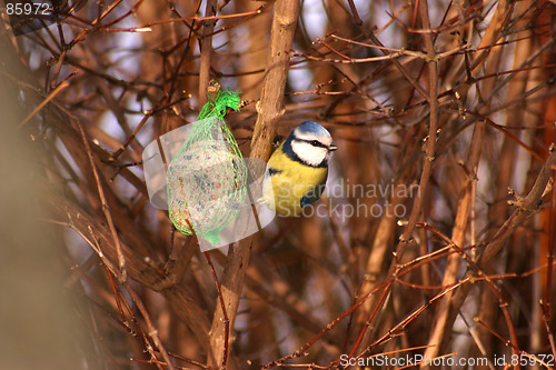 Image of bird