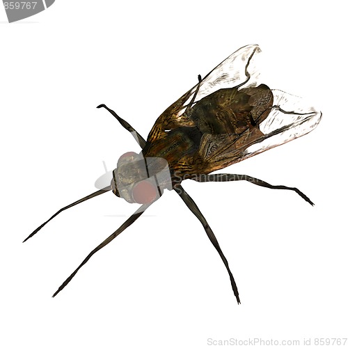 Image of housefly