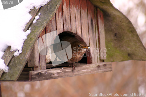 Image of bird