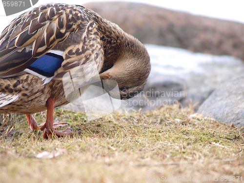 Image of Mallard duck