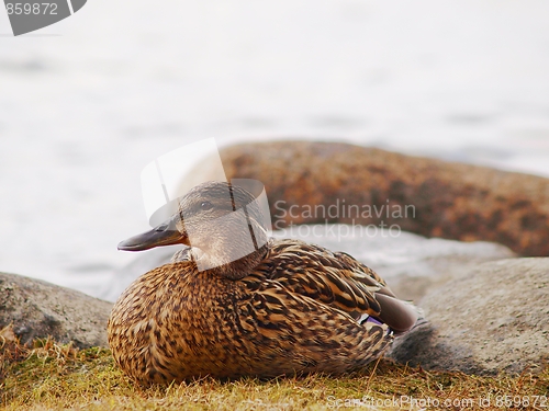 Image of Mallard duck