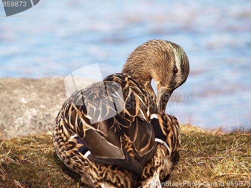 Image of Mallard duck