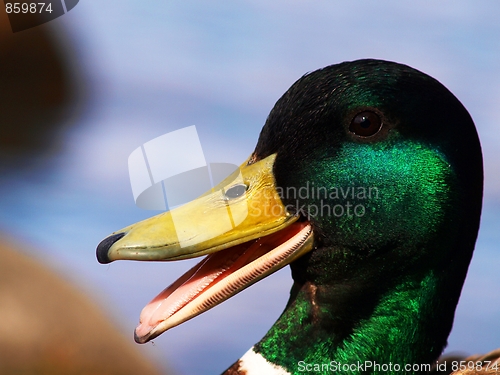 Image of Mallard duck