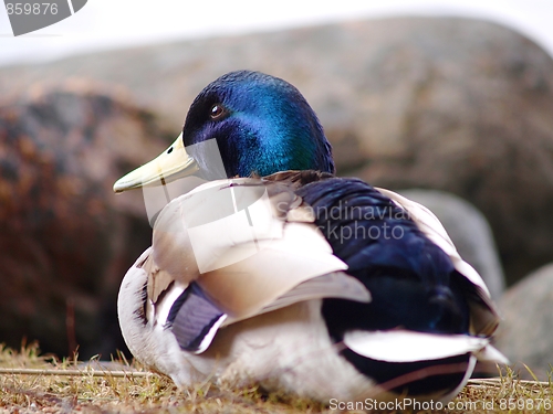 Image of Mallard duck