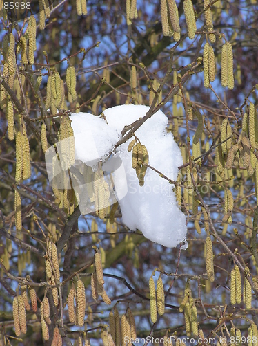 Image of hazel bush