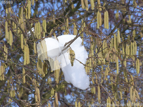 Image of hazel bush