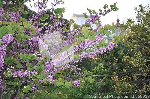 Image of spring