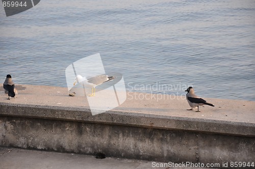 Image of seagull and crows