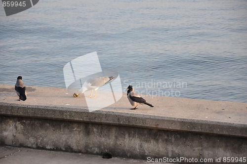 Image of seagull at dinner