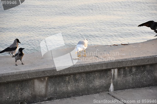 Image of crows watching seagull eat