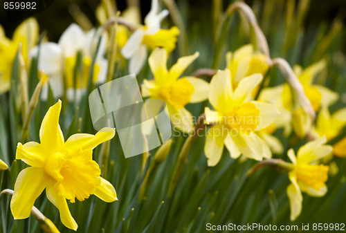 Image of Flower Hyacinth