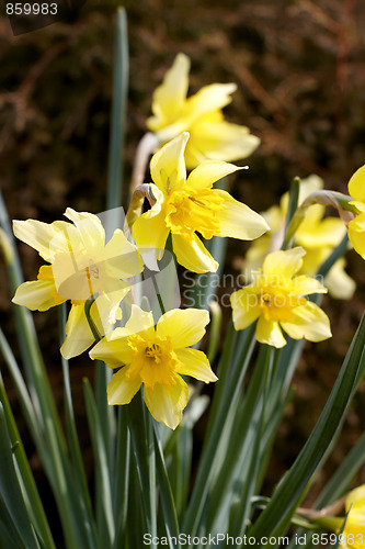 Image of Flower Hyacinth