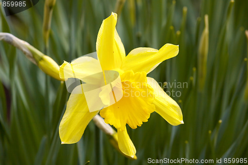 Image of Flower Hyacinth