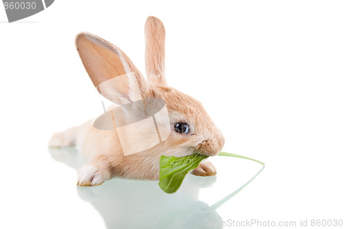 Image of beautiful bunny eating