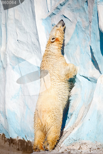 Image of Polar bear.