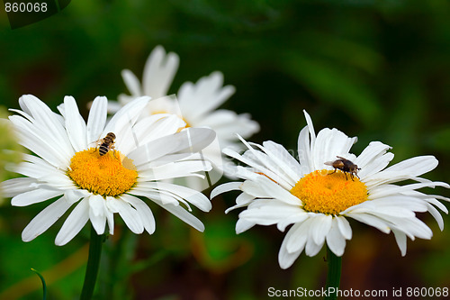 Image of Flies on the daisies