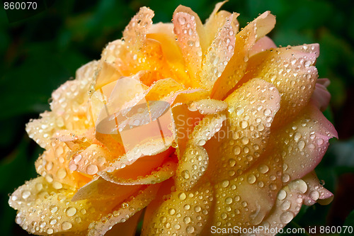 Image of Yellow rose bud
