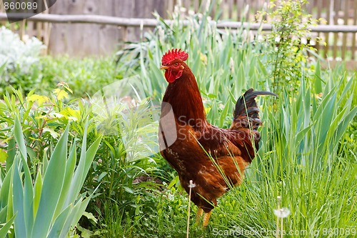 Image of Beautiful rooster