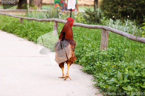 Image of Beautiful rooster walking away