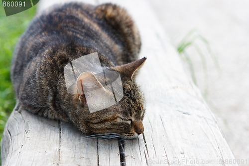 Image of Sleeping cat