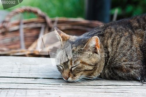 Image of Sleeping cat