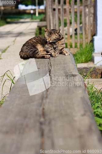 Image of Cat washing