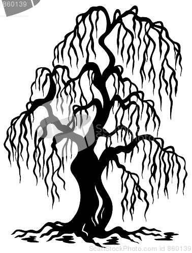 Image of Willow tree silhouette