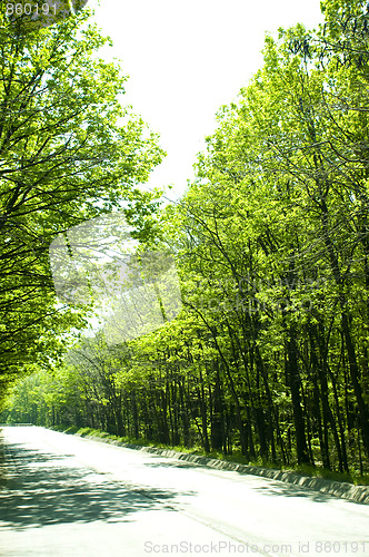 Image of through the forest