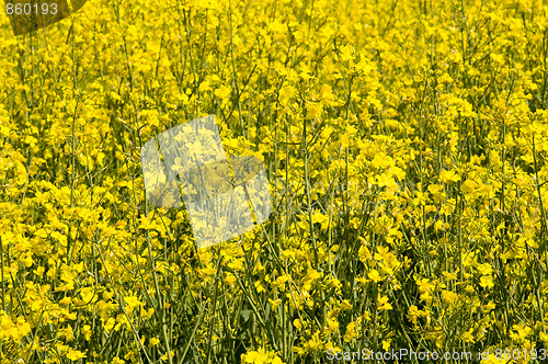 Image of rape field