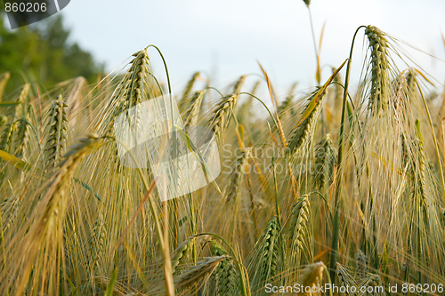 Image of Wheat