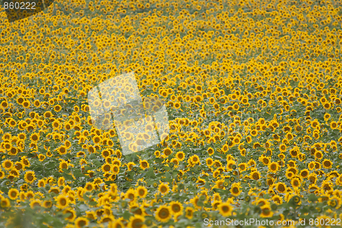 Image of Sunflowers