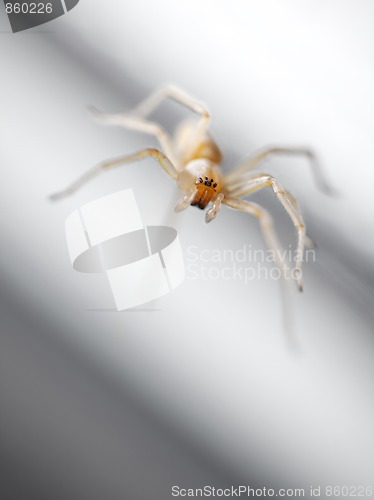 Image of Spider