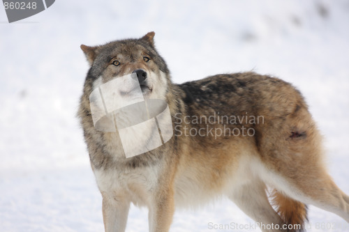 Image of canis lupus wolf