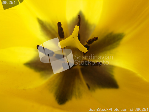 Image of tulip