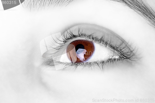 Image of Great big  brown eye