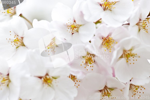 Image of Apple blossoms