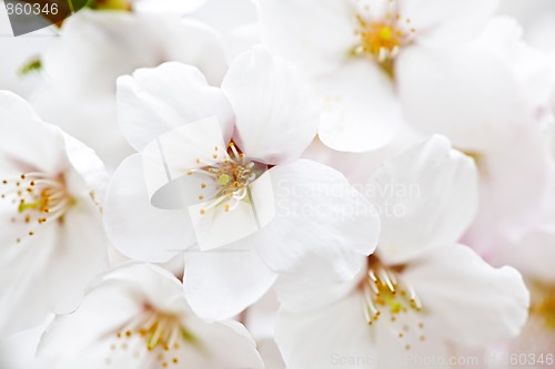 Image of Apple blossoms