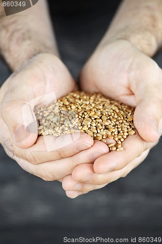 Image of Hands holding grain