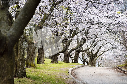 Image of Spring apple orchard