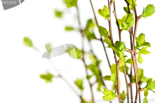 Image of Branches with green spring leaves