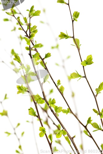 Image of Branches with green spring leaves