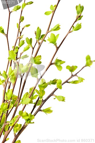 Image of Branches with green spring leaves