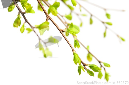 Image of Branches with green spring leaves