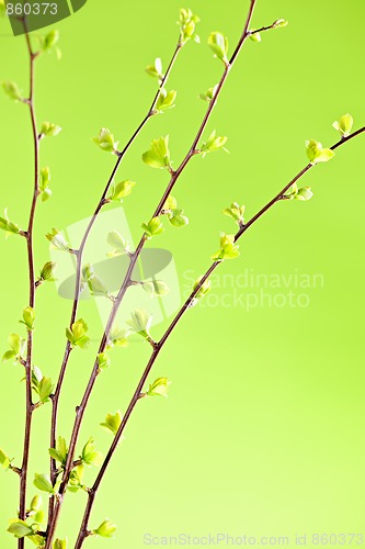 Image of Branches with green spring leaves