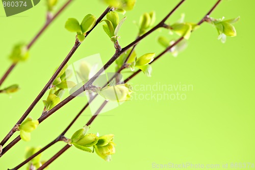 Image of Branches with green spring leaves